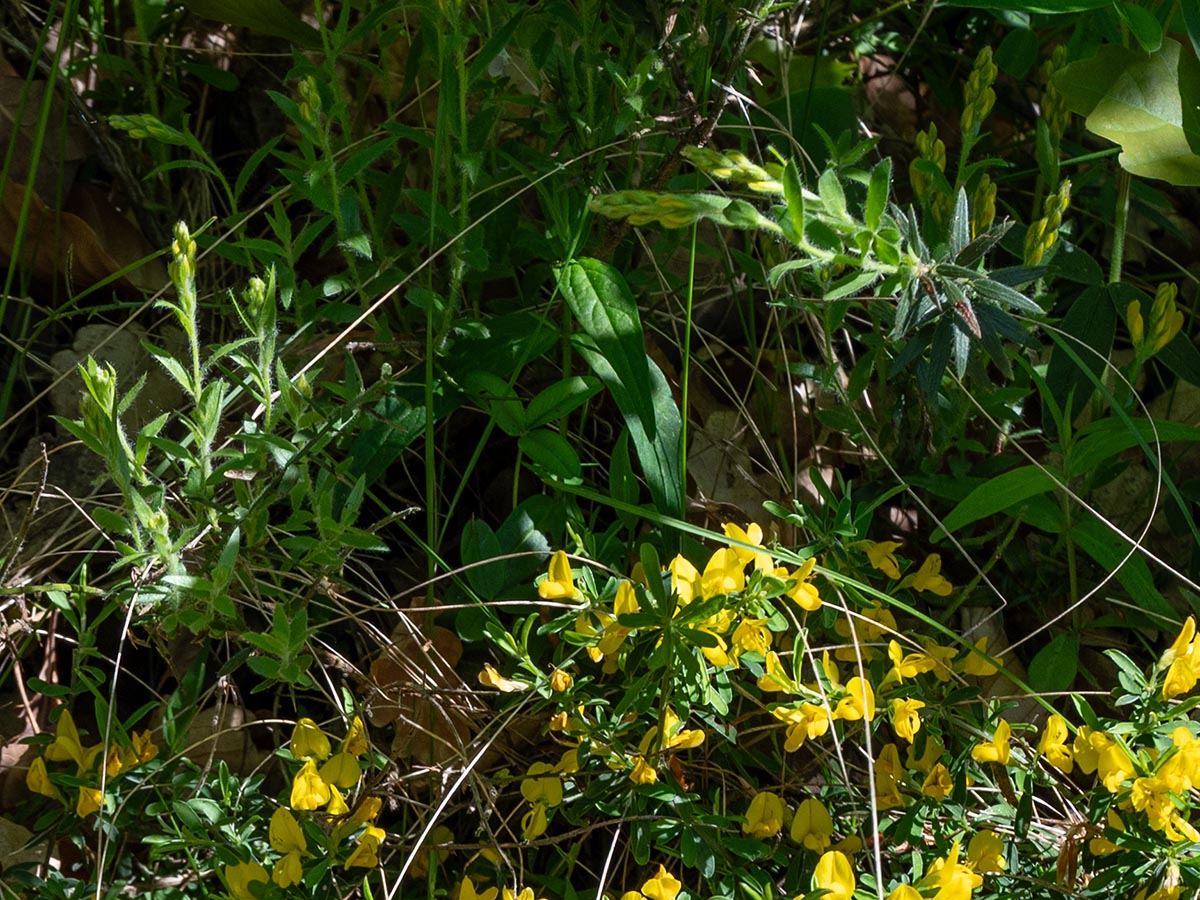 gemeinsam mir dem Heide-Ginster